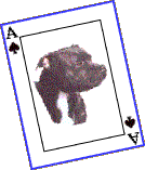 Drago - the Ace of Spades.