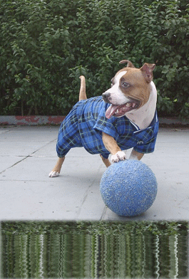 Max playing ball.