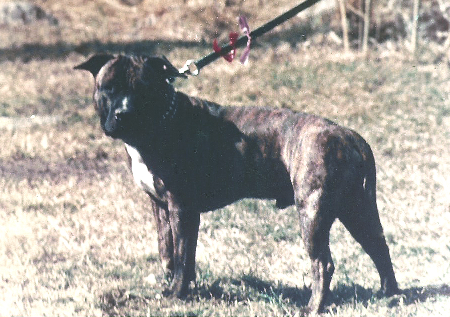 First Finnish SBT Dog Champion.