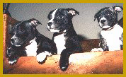 Three little trouble makers peaking over the whelping box door.