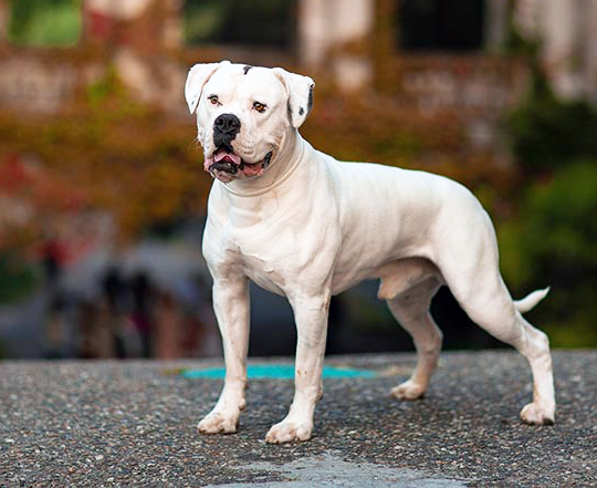 American Bulldog from AKC Website.