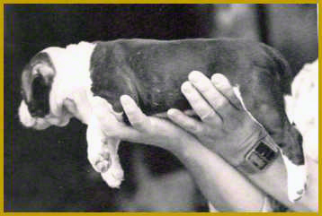 Carolyn holding puppy.