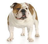 English Bulldog.