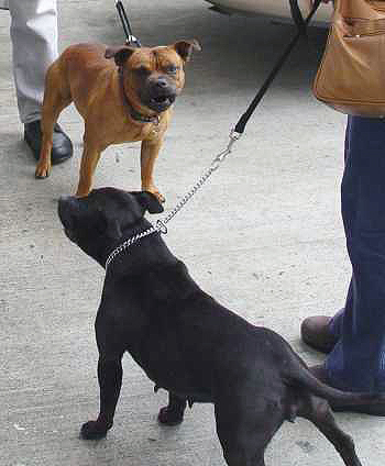 Grace and Hudson arriving via KLM at SFO Air Cargo.