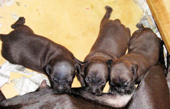 Grace's litter with Rugar on July 20, 2010.