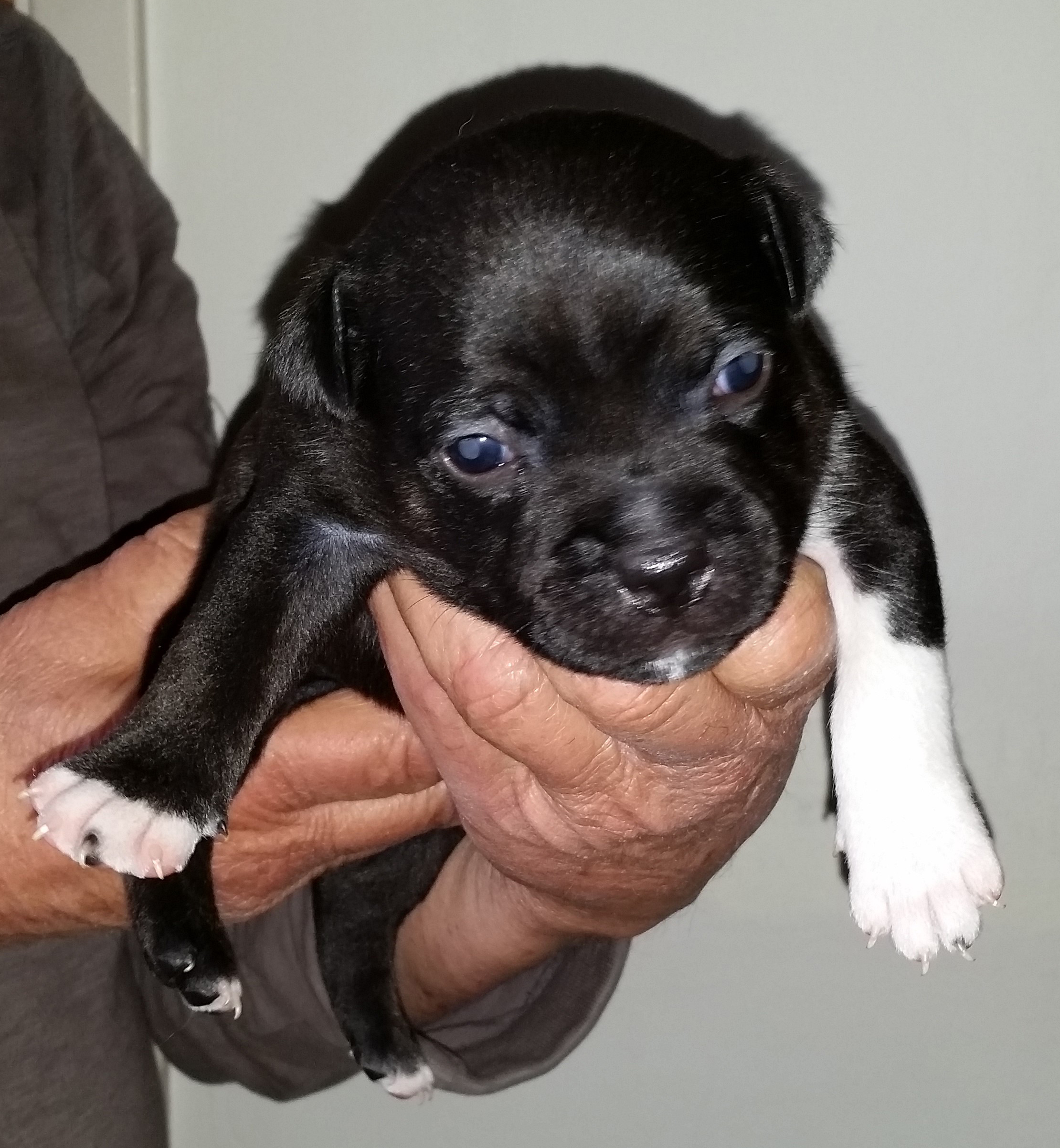 Kyra x Batista 1st born male