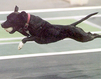 Jazz flying during flyball competition.