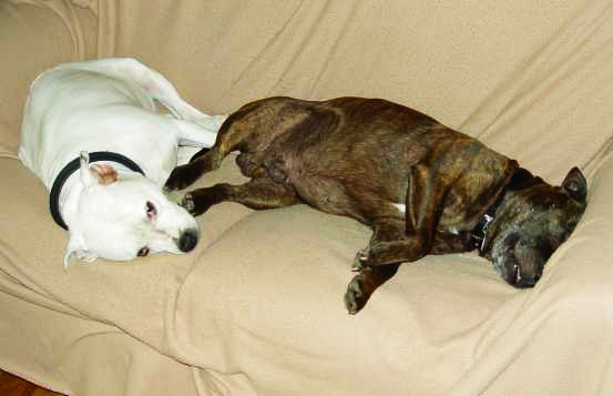 Rugar and Pearl on couch sleeping