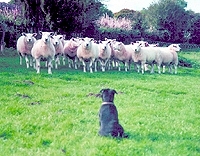 England: sheep herding dog.