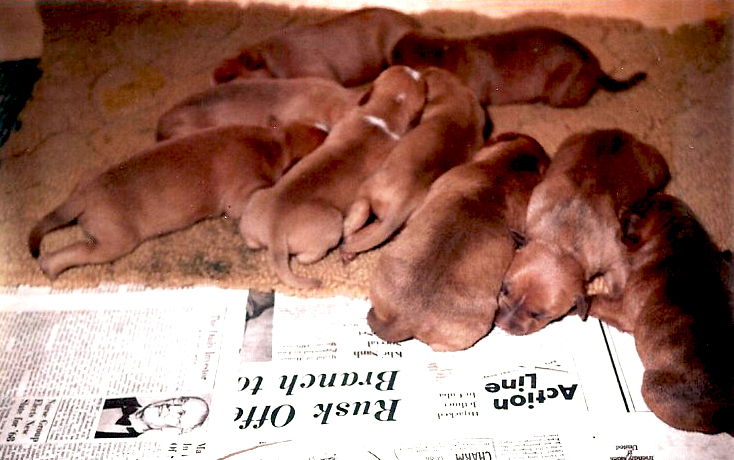 Arnie's pups at 9 days.