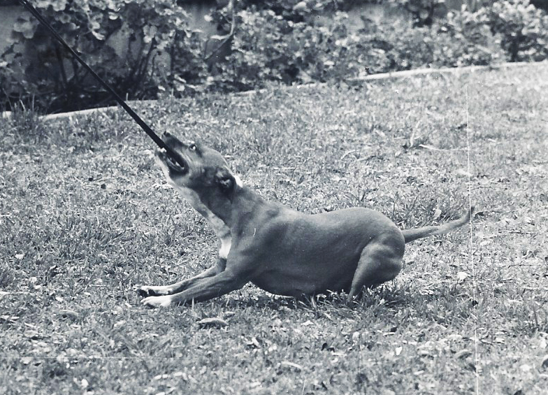 Bella playing tug-of-war.