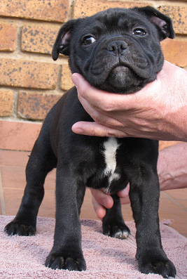 Cowboy - just a pup.