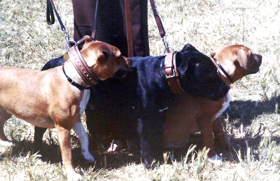 Jason, Baliff and Rosie.