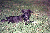 Stafford in the tall weeds.