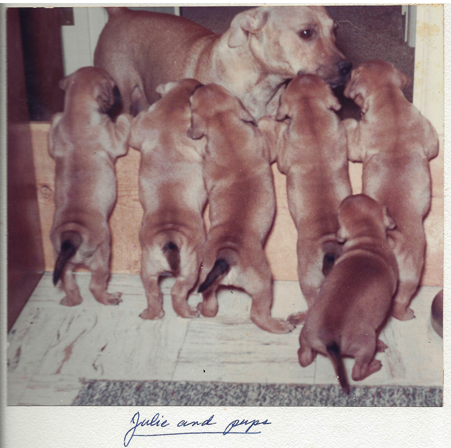 Julie and pups.