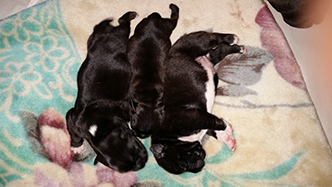 Kyra's litter with Batista on April 25, 2015
