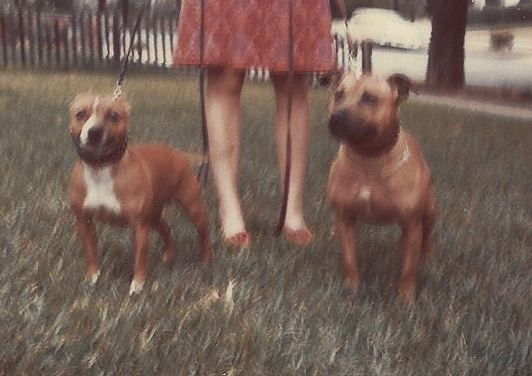 Maini with Bella and Brutus.