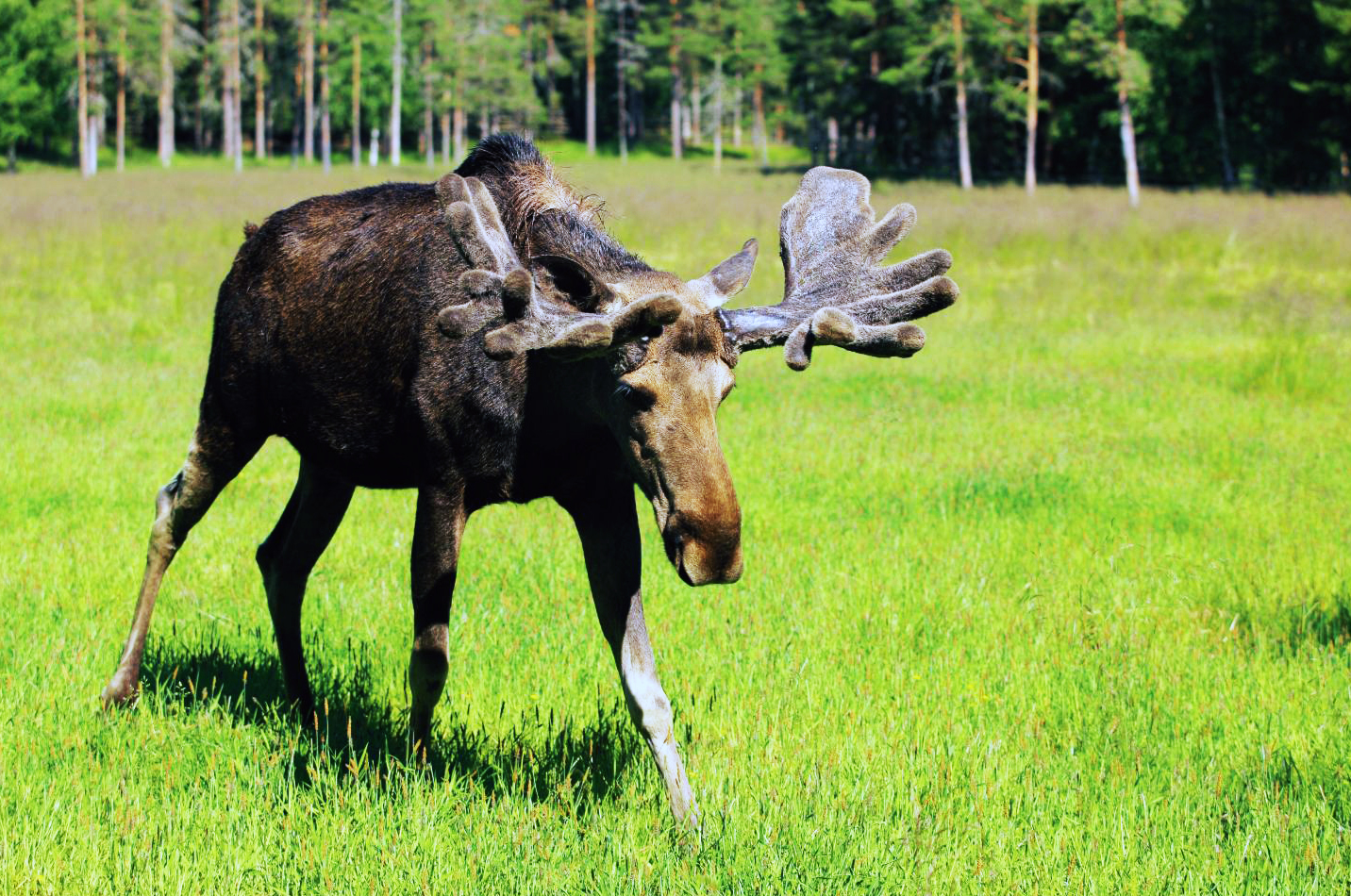 Photo of a Moose from VisitFinland.com.