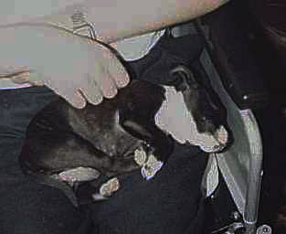 Penny as a puppy on Norm's lap.