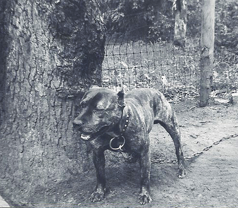 Ringo - cropped ears.