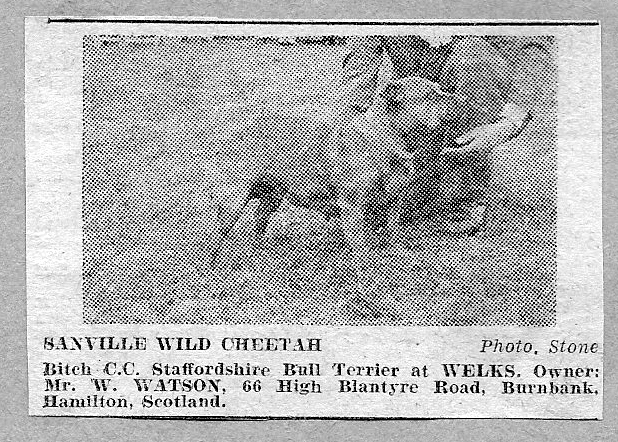 Sanville Wild Cheetah winning bitch CC at Welks.