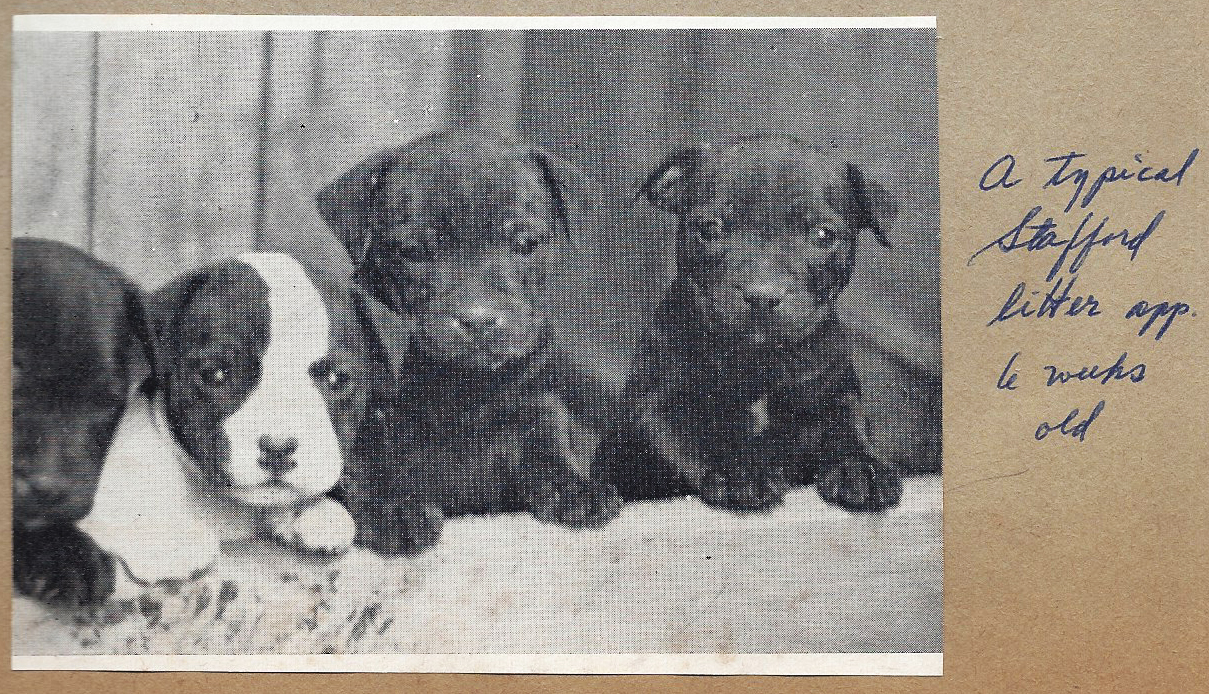 Typical Stafford litter at about six (6) weeks of age.