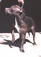 Stoutheart Spitfire Girl (Xena) Zena.