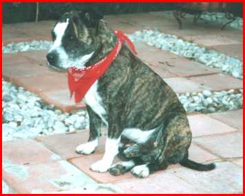 Baz - latest photo from new owner.