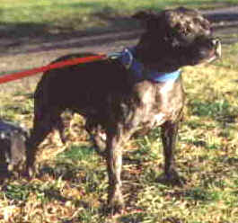 Bebe of Yankeestaff.