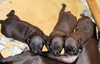 Grace's litter with Rugar on July 20, 2010.