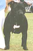 Roxy at 17 months of age.