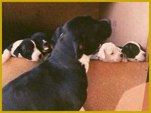 Sadie with Tuffy's litter.