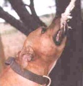Bazooka.