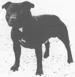 Black Tusker.
