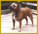 Brocliff's Tuffy.