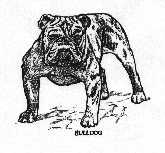 Bull Dog drawing.