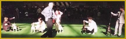 Staffords at Crufts.