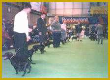 Photo from Crufts - Steve Stone photo.