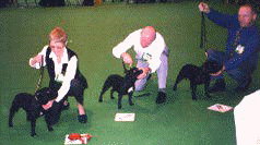 Crufts photo.