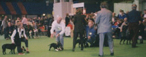 Crufts photo.