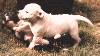Puppy Crystal.