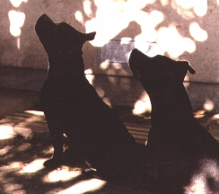 Drago & Zena.