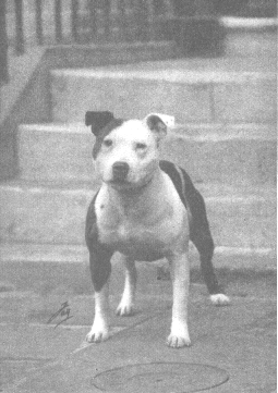Gentleman Jim.