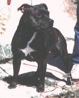 Hondo.