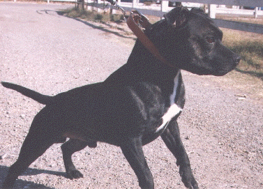 Hondo.