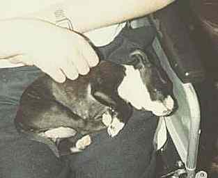 Penny as a puppy on Norm's lap.