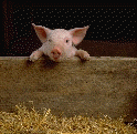 Who you callin' a pig!