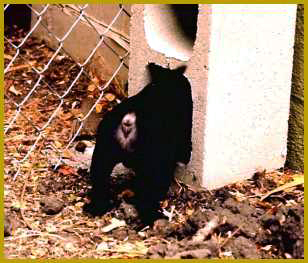 Puppy exploring the possiblities.
