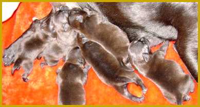 Puppies with mom - Rioghal Staffords - SA.