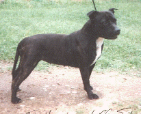 Yankeestaff Sadie Lady.